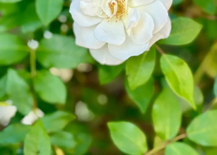 Apartment Comfortable Near The Sea Estepona